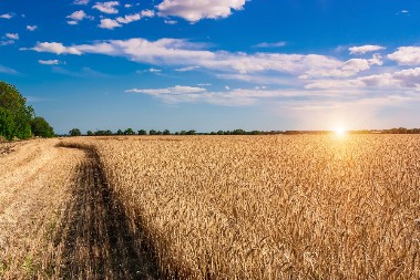 UKRAJINI UKRALI ŽITO Planiraju da traže sankcije od Evropske unije