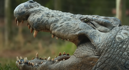 KROKODIL ŠČEPAO PECAROŠA (32), S OBALE GA UVUKAO U REKU! Porodica gledala užas, pre smrti je izustio samo jednu reč (FOTO)