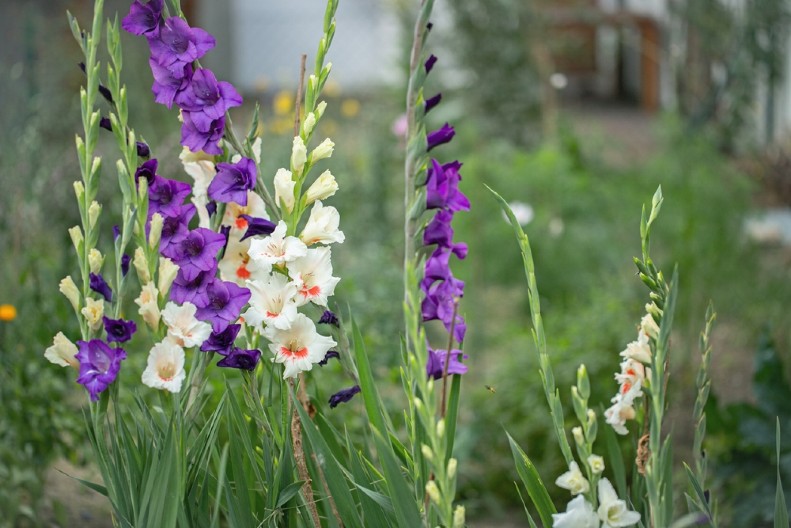 NAJLEPŠI LETNJI UKRAS BAŠTE Prelepo mirisno cveće podseća na bakino dvorište - raskošno je i neodoljivo