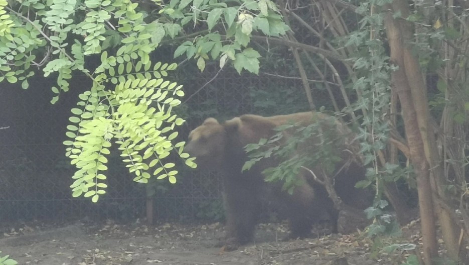 BAJKER SNIMIO SVOJE POSLEDNJE TRENUTKE ŽIVOTA! Bio nasmejan dok mu se zver približavala: "Kako je lep, ide ka meni" (FOTO/VIDEO)
