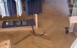 FOTKA ZMIJE IZAZVALA LAVINU KOMENTARA Devojka uslikala gmizavca u Beogradu, a onda šok priznanje – "Sinoć sam imala jednu od METAR u kući!"