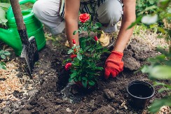 RUŽINA NAJBOLJA PRIJATELJICA Uvek sadite ove biljke jednu pored druge, biće mnogo otpornije