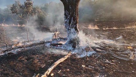 PORODIČNA KUĆA I VOĆNJAK IZGORELI KOD VLADIČINOG HANA Vatrena stihija zahvatila pet hektara zemlje