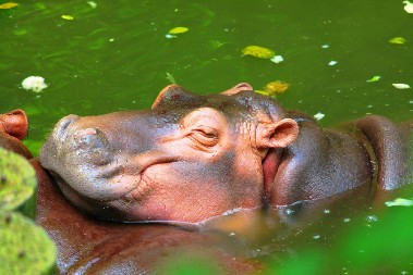 BEBA NILSKOG KONJA PROSLAVILA PRVI ROĐENDAN U ZOO VRTU NA TAJLANDU Posetioci je obožavaju