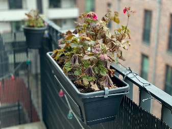 OŽIVITE UVELO CVEĆE Baštovani koriste rastvor od 1 sastojka iz kupatila, biljke se oporave preko noći