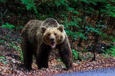 MEDVEDICA SA DVA MEČETA ŠETALA SELOM KOD IVANJICE Nadležni uputili apel (FOTO)