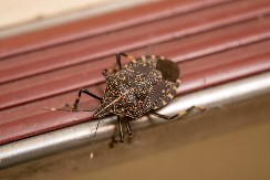 SMRDIBUBE PREZIRU JEDNU BILJKU  Posadite je, pa im više neće pasti na pamet da vam ulaze u kuću!