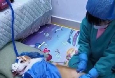 DEVOJČICA ŠOKIRALA INTERNET Mala doktorka "operisala" svog psa, pa iz stomaka izvadila neočekivanog pacijenta - snimak topi i najtvrđa srca! (VIDEO)