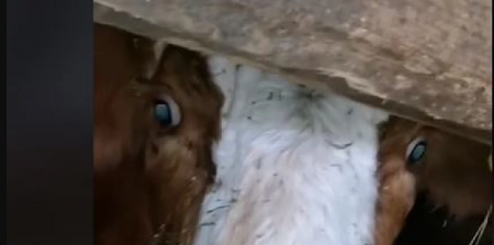 UZBUNA U HRVATSKOJ! OPAKA BOLEST SEJE SMRT! Mnogo je mrtve stoke