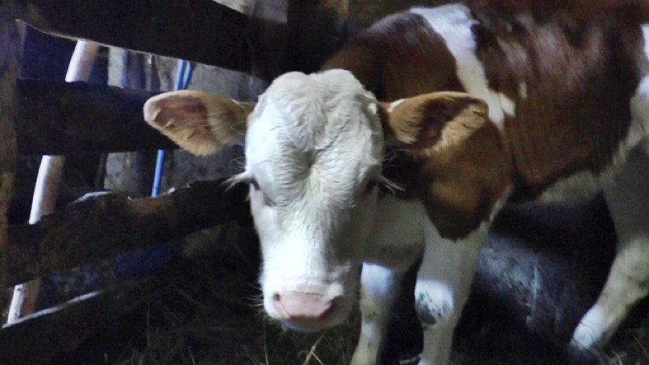 NAPADA KOŽU, PLUĆA I CREVA: Šta je smrtonosni antraks koji se pojavio u Hrvatskoj: Prenosi se na tri načina i izaziva OVE SIMPTOME