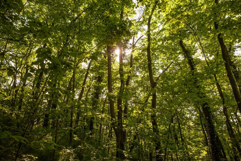 ŠUME GORE OD VRUĆINE Lovci dobili upozorenje - obustavite ovo odmah