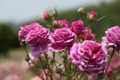 Hoću da skupim 300 evra! Oglas mladog Filipa oduševio region