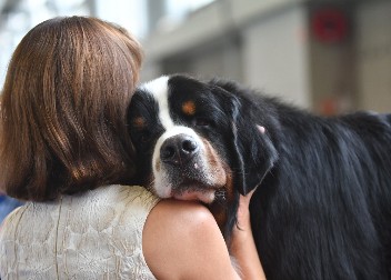 STRUČNJAK TVRDI DA JE OVA RASA IDEALNA ZA PORODICE I ONE KOJI PRVI PUT IMAJU PSA  "Nežni su, inteligentni i odlično se slažu sa decom"