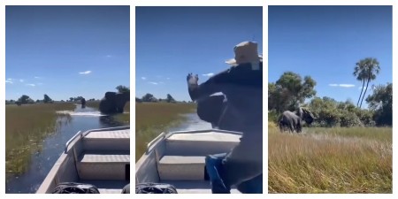 SLONICA NASRNULA NA ČAMAC, TURISTI ZAMALO DA UPADNU U REKU PUNU KROKODILA! Dramatičan video iz Bocvane (VIDEO)