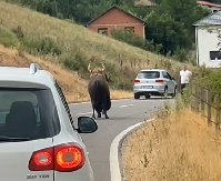 KRDO BIZONA LUTA KOSOVOM I METOHIJOM! “Pasu pored kuća, niko ne zna odakle su došli!” (VIDEO)