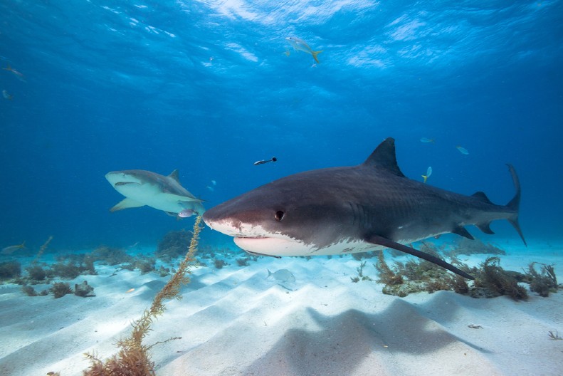 AJKULA UGRIZLA SEDMOGODIŠNJE DETE Dečak ima jezive povrede (FOTO)