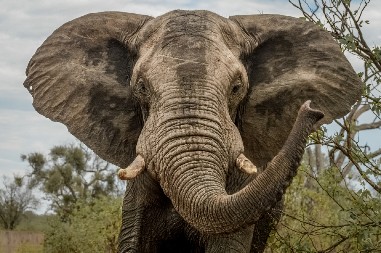 SLON NAPAO TURISTE U OTVORENOM ČAMCU Malo je falilo da završe u reci punoj krokodila - jedva su izvukli živu glavu