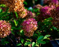 AKO PRELEPE HORTENZIJE IMAJU BRAONKASTO LIŠĆE I DELUJU OCVALO, NEKOLIKO STVARI RADITE POGREŠNO Vratite ove lepotice u život - jednostavnije je nego što mislite
