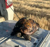 PREDIVNO! POGLEDAJTE KORNJAČU KOJU SU SPASLI VATROGASCI Bila je opkoljena vatrom u Aleksincu (FOTO)