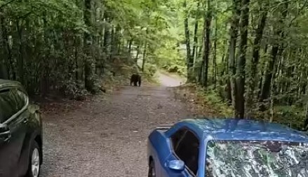 ČULI SU ŠUŠKANJE, A ONDA SE POJAVILA JEZIVA SILUETA NA HAUBI Šumska zver pokušala da upadne u auto, a reakcija žene zapalila mreže! (VIDEO)