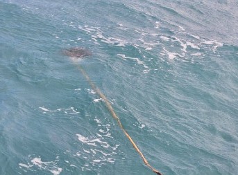 SURFER DOŽIVEO HOROR NA MORU Primetio da štap pluta u vodi, kada je video šta visi na njemu, ZANEMEO OD ŠOKA! (VIDEO)
