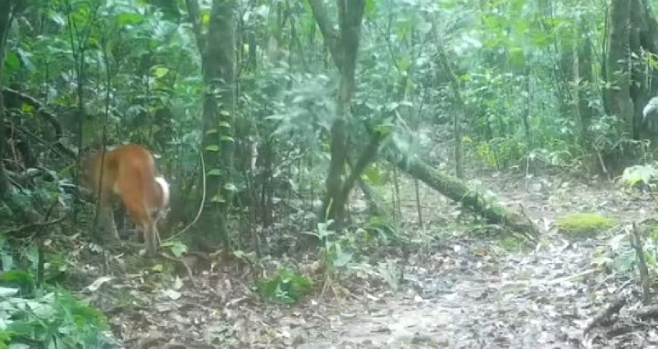 NIKAD VIĐEN PRIZOR U ŠUMI Kamera uhvatila LEGENDARNOG PREDATORA, snimak ledi krv u žilama! (VIDEO)