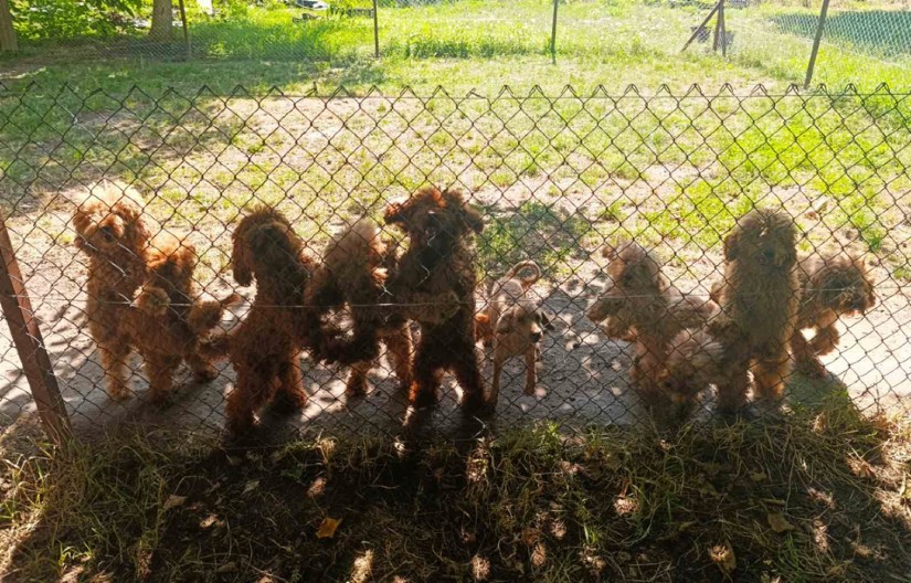 UHAPŠEN MUŠKARAC ZBOG NELEGALNOG GAJENJA PASA Oduzete mu skupocene životinje, vrednost im procenjena na više desetina hiljada evra