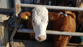 SUŠA NAPRAVILA HAOS STOČARIMA Krave muzare daju 50 odsto manje mleka,15 odsto pilića uginulo