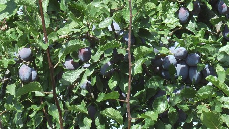 ŠLJIVA PODBACILA, U NEKIM ZASADIMA NIJE NI RODILA Beru ali ne znaju po kojoj je ceni