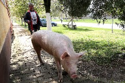 KRMAČA NASRNULA NA VLASNIKA I ODGRIZLA MU TESTIS Stravičan napad u Aleksincu ledi krv u žilama!