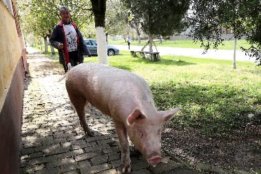 KRMAČA NASRNULA NA VLASNIKA I ODGRIZLA MU TESTIS Stravičan napad u Aleksincu ledi krv u žilama!