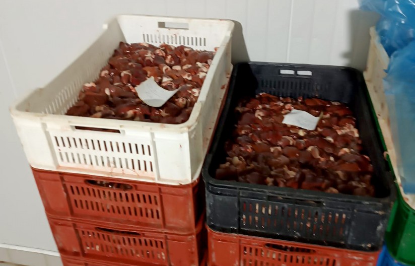 OTAC UTVRDIO DA SIN PRODAJE ZARAŽENO MESO Detalji užasa u Ćićevcu - umesto da ga prijavi, on mu pomogao!