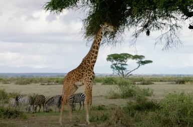 ŠOK NA PISTI! Američki avion UDARIO žirafu usred sletanja!