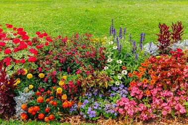 CVEĆE KOJE PRKOSI MRAZU Posadite ga u avgustu i dvorište će vam biti bajka i kad sneg padne