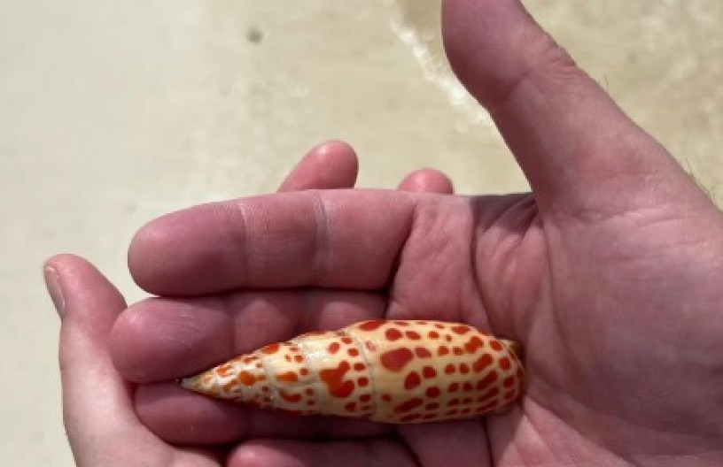 ZAMALO DA UBIJE MUŽA ZBOG ROMANTIČNE FOTOGRAFIJE Mislila da je našla školjku, a stavila mu u ruku JEDNO OD NAJOTROVNIJIH bića na svetu!