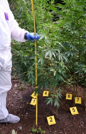 U BAŠTI GAJIO MARIHUANU Uhapšen diler u Boru (FOTO)