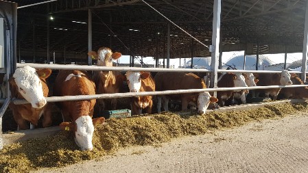 RAZVIJENA NOVA VAKCINA PROTIV BOLESTI SLINAVKE I ŠAPA Uspešno testirana kod goveda