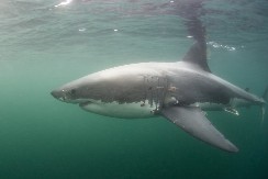 OVAKVU AJKULU JOŠ NISTE VIDELI Zapanjila je i naučnike  - evo zbog čega