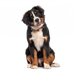 KAKAV PAS ČUVAR Evo kako je reagovao kada je nepoznati majstor ušao u kuću - ljudi na mrežama plaču od smeha