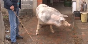 KO VOLI PRASETINU? SVI VOLIMO! Pojeftinile svinje u Srbiji! Evo kako se kreću cene na stočnoj pijaci