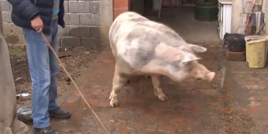 KO VOLI PRASETINU? SVI VOLIMO! Pojeftinile svinje u Srbiji! Evo kako se kreću cene na stočnoj pijaci