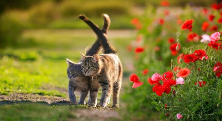 MAČKA ZNA KO VAM ŽELI ZLO Evo koje boje krzna donosi pare, a koje čuva zdravlje