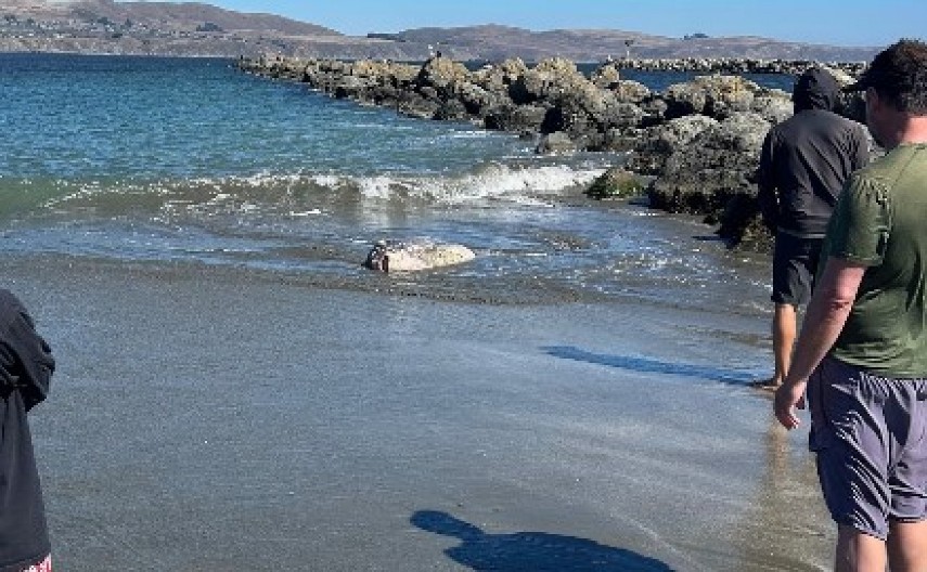 MUŠKARAC ČISTIO PLAŽU OD SMEĆA, PA UGLEDAO ČUDOVIŠTE Ogroman stvor se nasukao na obali, KUPAČI U NEVERICI! (FOTO)