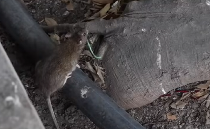 NAMNOŽILI SE PACOVI, NE ZNAM IM SE BROJ Zbog velike opasnosti i dalje traje deratizacija