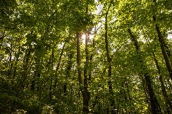 NIJE TEŠKO A ISPLATIVO Za skupljanje ovog šumskog blaga dnevnica ide i do 150 evra