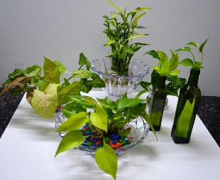 UZMITE KRPU, ČAJ I JAJA Cveće nikako ne držite na podu, evo kako se održavaju sobne biljke u jesen