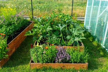 SPOJITE OVE BILJKE U BAŠTI I GLEDAJTE ČUDO KOJE SE DEŠAVA Najbolje uspevaju kada su jedna do druge - ovo su savršeni parovi