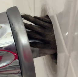 HOROR U KUPATILU Žena je čula čudno grebanje i  ušla da vidi o čemu se radi -   ugledala je malu ruku i sledila se u sekundi