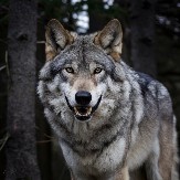 POGAČA ZA VUKOVE: Zašto se na Mratindan u Srbiju ne ide bez obrednog hleba i kako se odvraća hromi vuk od stoke