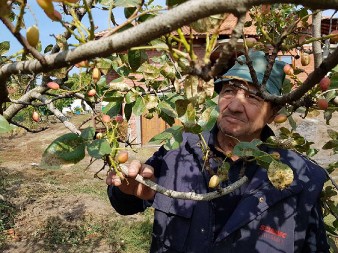 Pistaći kao suvo zlato – kako mali orašasti plodovi stvaraju industriju vrednu milijarde dolara (VIDEO)